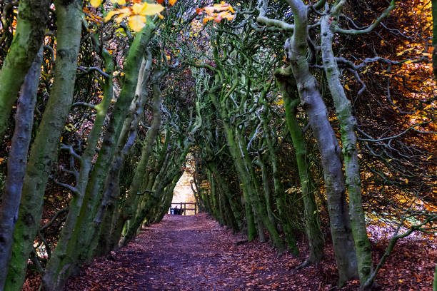 istock Tunnel under beech trees in autumn colors 1304705456