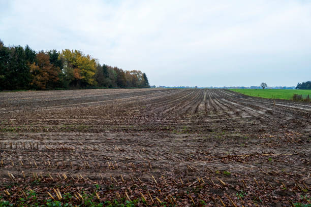 istock Panoramic view of arable land from where corn was harvested near Beekbergen, Netherlands 1304705541