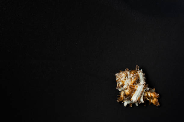 istock Sea snail shell, genus Murex, with ornamentation on a black background. 1304705882