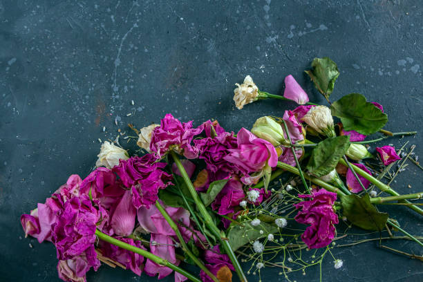 istock Withered dried roses on dark background in vintage rustic style. Concept of broken heart, failed love, divorce. Fading beauty, natural aging concept. 1304706099