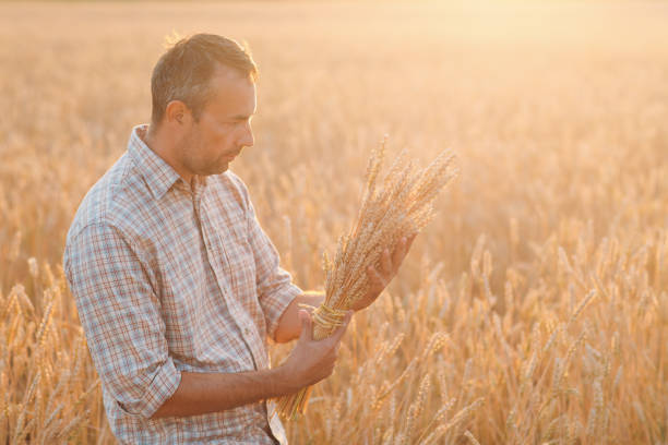 l'agricoltore uomo tiene il fascio di orecchie di grano nel campo di cereali al tramonto. agricoltura e raccolta agricola, - mature adult businessman professional occupation 40s foto e immagini stock