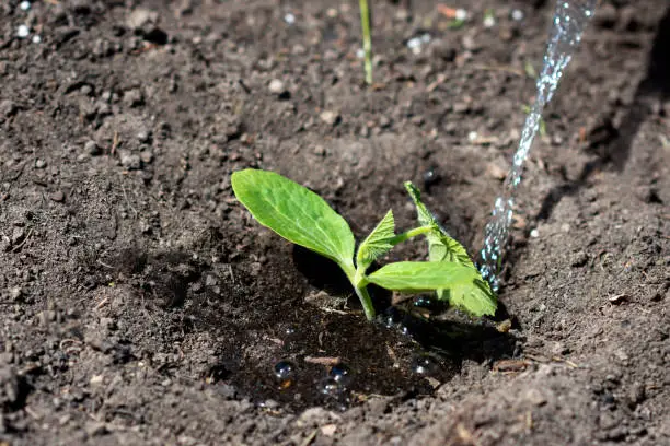 Just transplanted pumpkin tiny sprout’s roots are watered in the field; water is pouring  to seedling planted in the soil in the field, agriculture,  plant and life concept