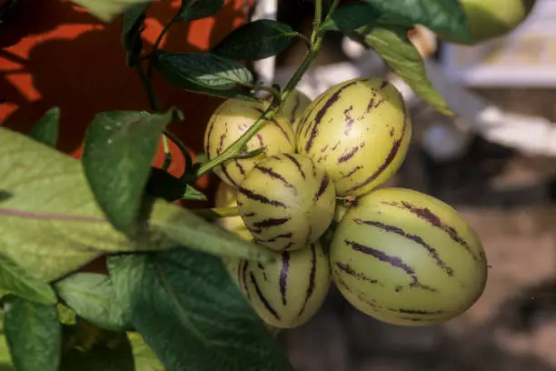 Fruits of Pepino Solanum muricatum