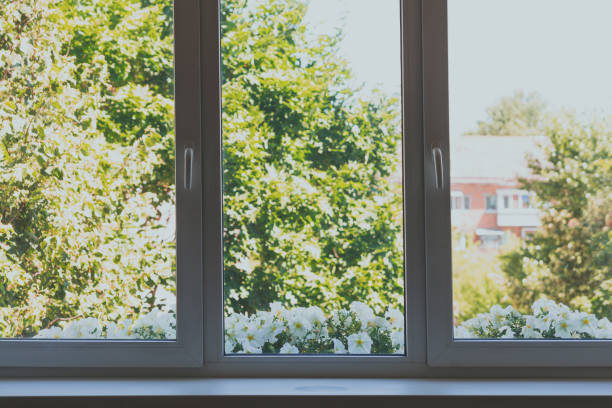 istock White petunias and green maple foliage outside the window 1304708557
