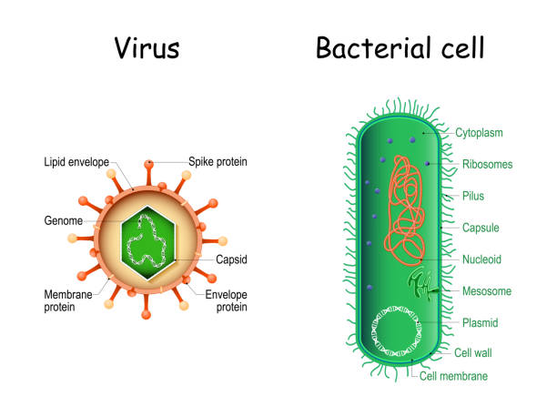 Bacterial cell anatomy and virion structure Virus and bacteria. Close-up. comparison and difference. Bacterial cell anatomy and virion structure. Vector illustration cell flagellum stock illustrations