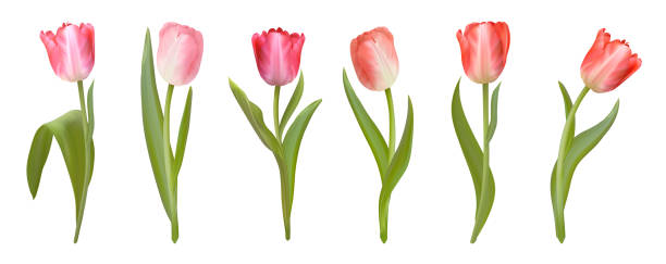 istock Realistic vector tulips set. Spring Pink Flowers isolated on white background. Tulip blossom template collection for design, illustration, print 1304708806
