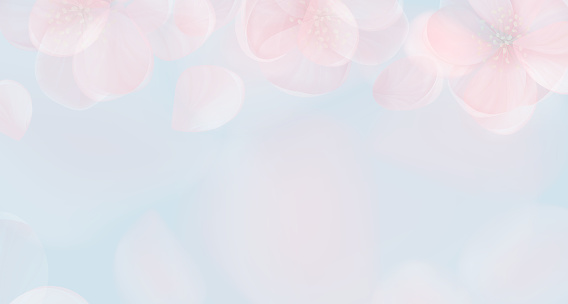 Sakura petal pink background. Vector spring flowers abstract banner, floral blur design, wallpaper texture, delicate nature concept backdrop, summer blossom bokeh cover with place for text
