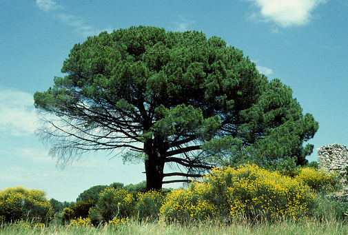 Parasol pine in south of France Pinus pinea