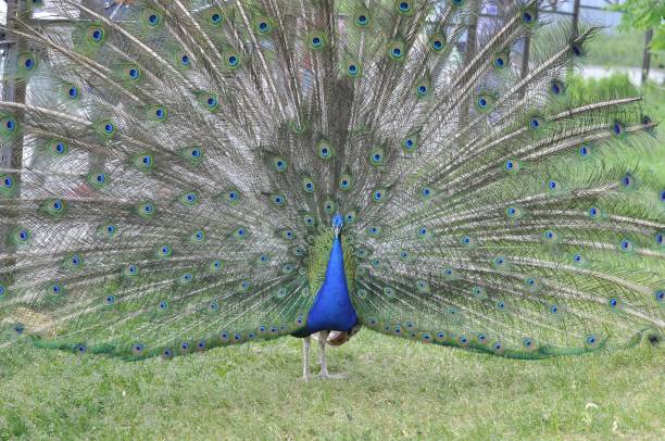 Portrait of a colorful dancing peacock. peacock