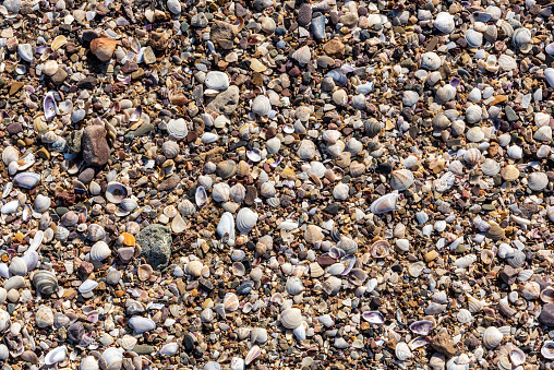 Small oyster shells and stones on the sand by the sea in Turkey.