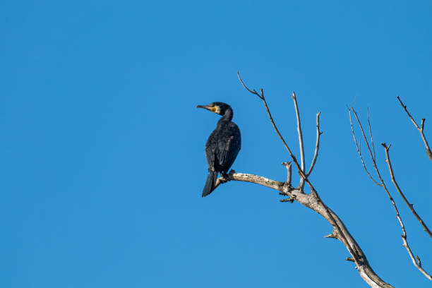 istock cormorant bird placed on a plant 1304710332