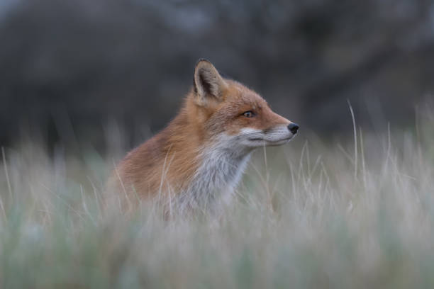 istock Cute red fox relaxing in the high grass that is ready for a nap. 1304710899