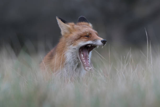 istock Yawning red fox is relaxing in the high grass that is ready for a nap. 1304710911