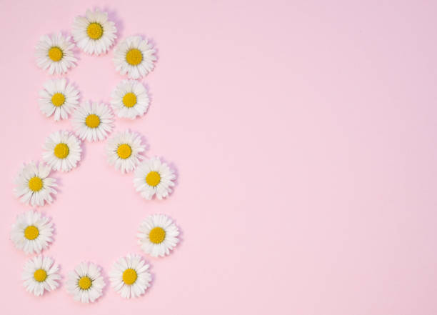 istock Flat lay with spring or summer chamomile on light pink background. Daisy flowers in form of digit 8, copy space. Blooming Bellis flowers, floral mock up, beautiful card for Womens day, event, Birthday 1304710936