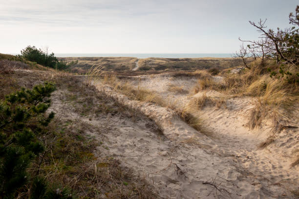 istock The sandy dunes with heather and marram grass 1304712589