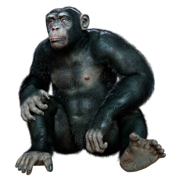 istock 3D illustration big chimpanzee ape on white 1304712691