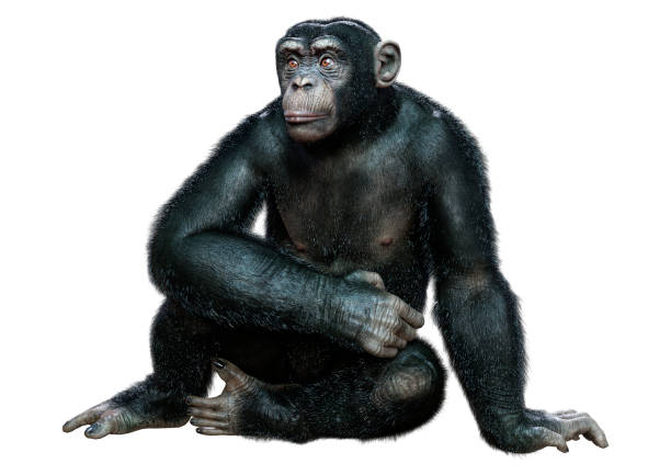 istock 3D illustration big chimpanzee ape on white 1304712752