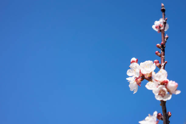 Branch with cherry blossoms in bloom, blue clear sky in background