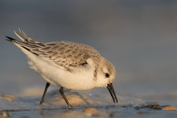 Sanderling (Calidris alba) looking for food on the beach of Hoek of Holland. Sanderling (Calidris alba) looking for food on the beach of Hoek of Holland, photographed during the golden hour, with sunrise. sanderling calidris alba stock pictures, royalty-free photos & images