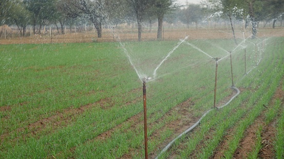 Sprinkler watering wheat crops in a large green field during winter. Irrigation system in India