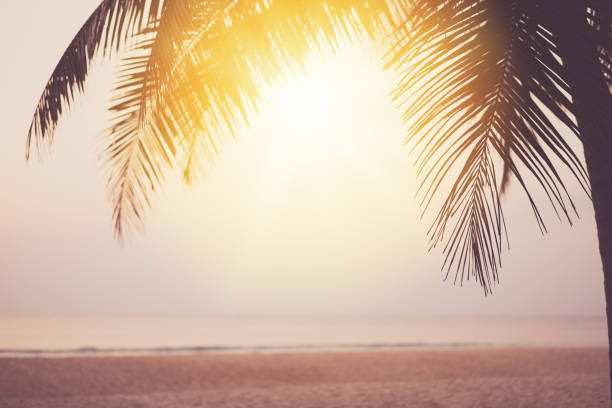 istock Palm tree at tropical beach on sunset sky abstract background. Summer vacation and nature travel adventure concept. 1304715173