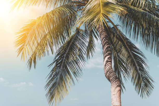 istock Tropical palm tree with sun light on sunset sky and cloud abstract background. 1304715188