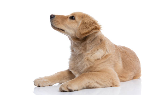 istock side view of cute labrador retriever dog looking to side 1304715191