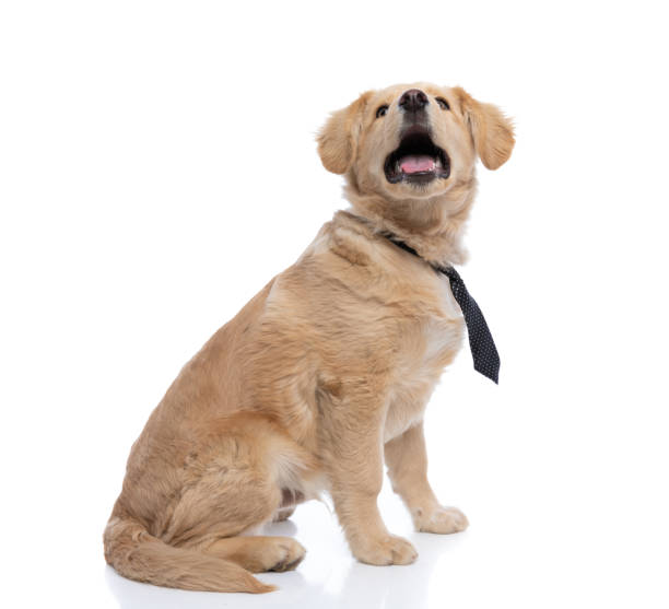 istock adorable labrador retriever dog looking up and panting 1304715262