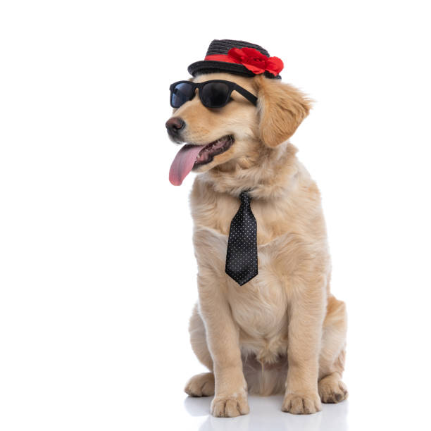istock cool elegant labrador puppy looking to side and panting 1304715721