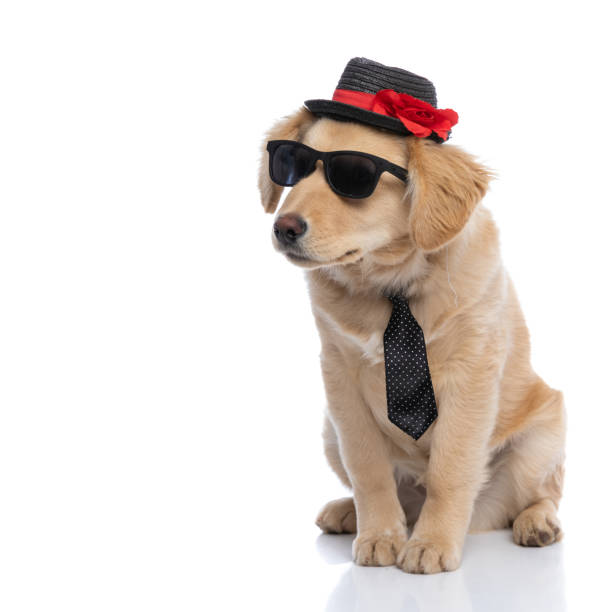 istock cool elegant labrador retriever dog looking to side 1304715751