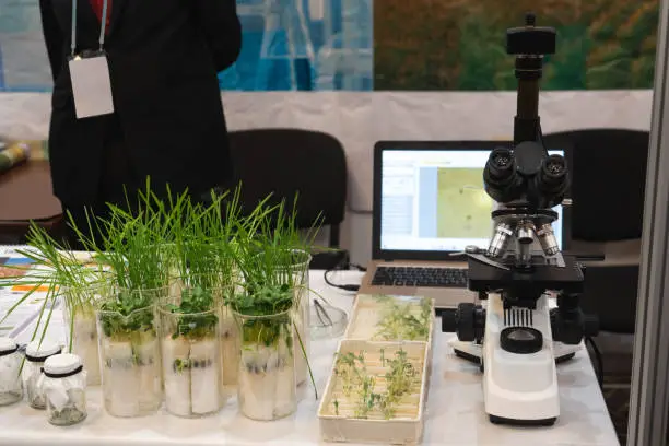 Growing wheat and beans in the laboratory. Smart technologies in agriculture.