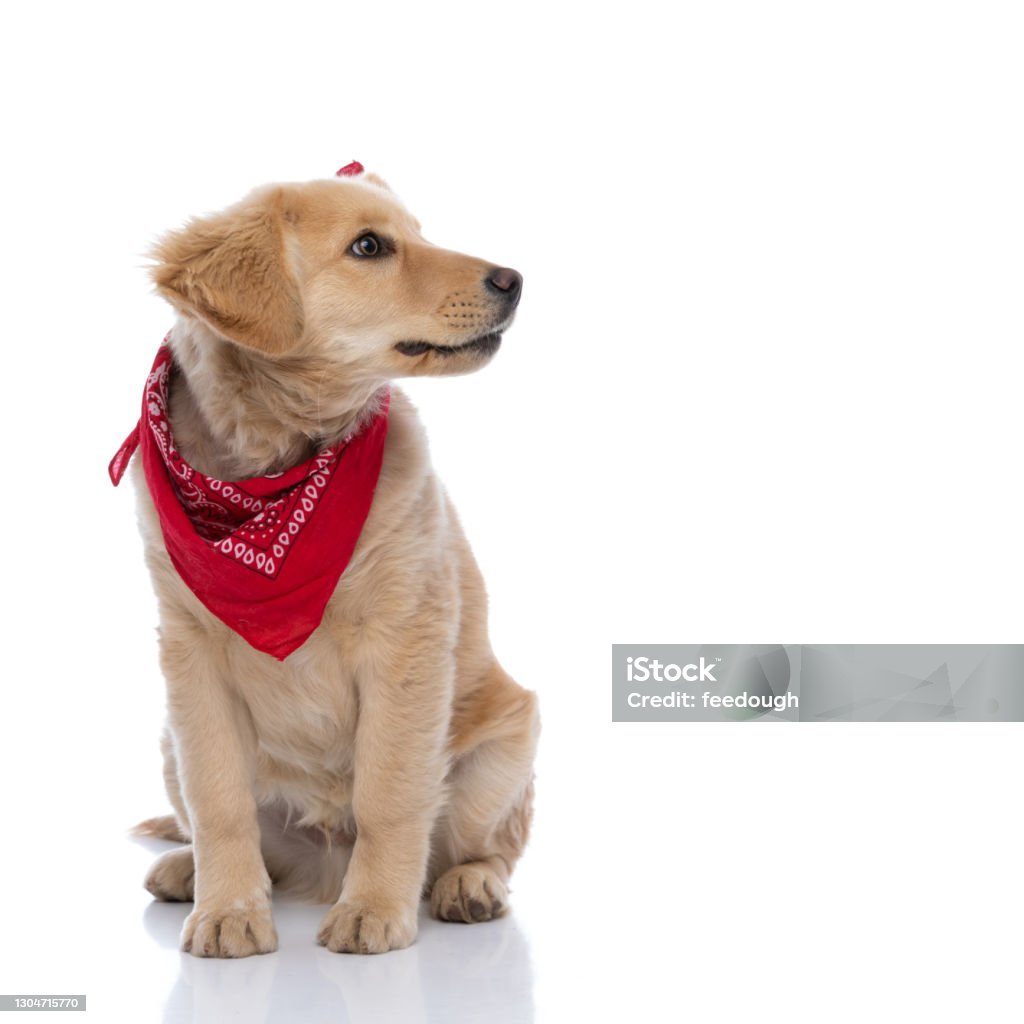 adorable labrador retriever dog wearing red bandana and looking to side adorable labrador retriever dog wearing red bandana and looking to side, sitting isolated on white background in studio Bandana Stock Photo