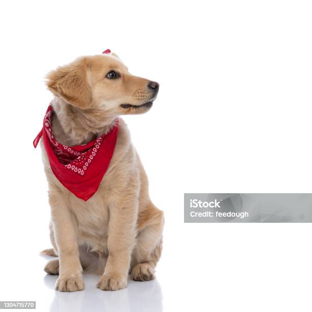 Adorable Labrador Retriever Dog Wearing Red Bandana And Looking To Side Stock Photo - Download Image Now