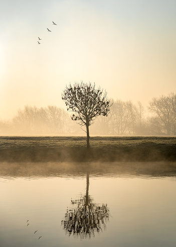 Single lone tree at dawn sunrise standing on river bank with mist and fog rising from canal birds flying above reflected in calm still water foggy misty forest in landscape background