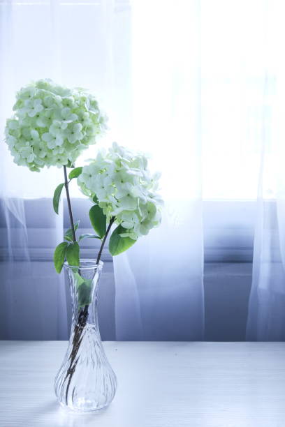 Two hydrangeas in a glass vase, white gauze curtain background, interior bouquet decoration, vertical picture