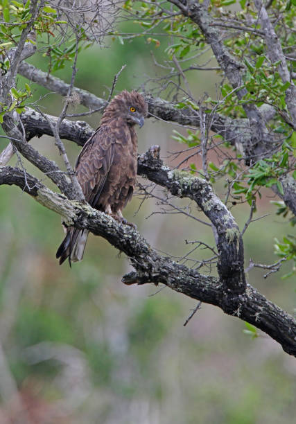 Brown Snake-eagle Brown Snake-eagle (Circaetus cinereus) adult perched in tree looking down"n"nMwaluganje Elephant Reserve, Kenya      November brown snake eagle stock pictures, royalty-free photos & images