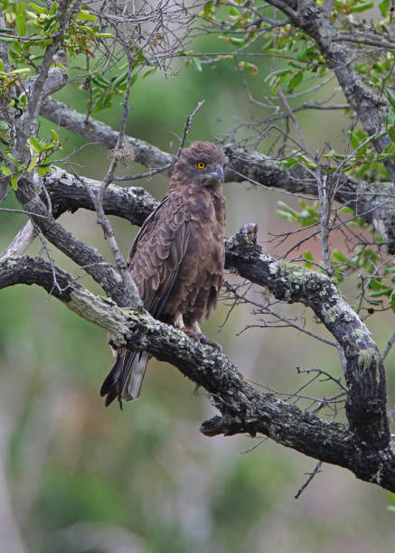 Brown Snake-eagle Brown Snake-eagle (Circaetus cinereus) adult perched in tree "n"nMwaluganje Elephant Reserve, Kenya      November brown snake eagle stock pictures, royalty-free photos & images