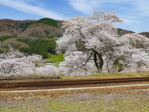 A Railroad track and cherry blossoms in full bloom in the countryside of Japan.