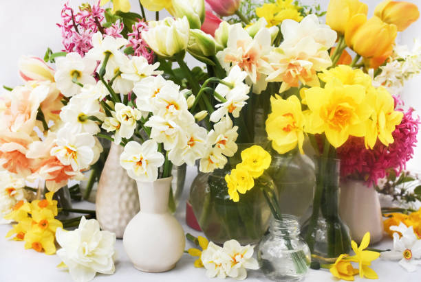 istock Spring blossoming daffodils, tulips and flowers light bright background 1304718159