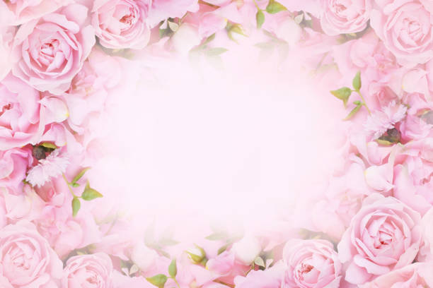 istock Delicate blossoming pink rose frame, blooming flowers pastel festive background 1304718194