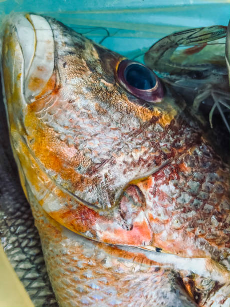 A close up picture of fresh fish catches.