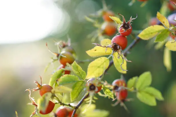 Freshly picked rose hips. Rose hip commonly known as the dog rose (Rosa canina)