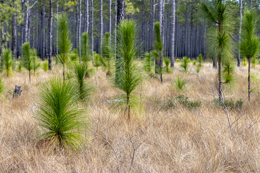 Young pine trees grow in a South Carolina forest after a forest fire cleared the undergrowth.