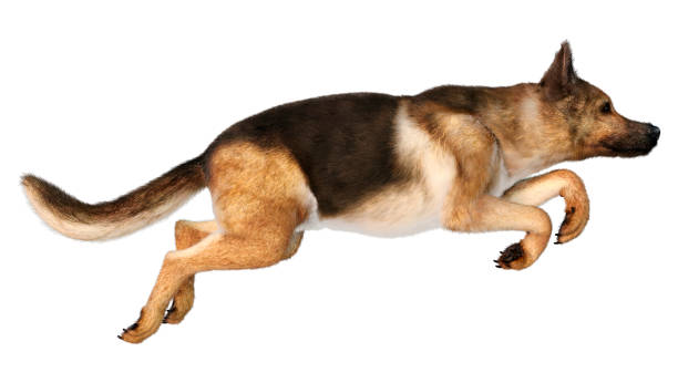 istock 3D illustration German shepherd dog on white 1304720036