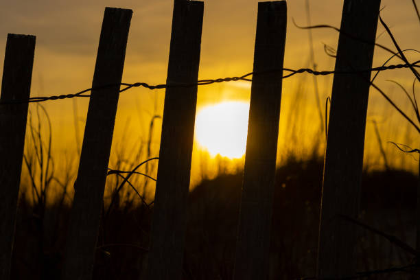 istock Dune grass and wood and wire fence sunset sky silhouette 1304720320