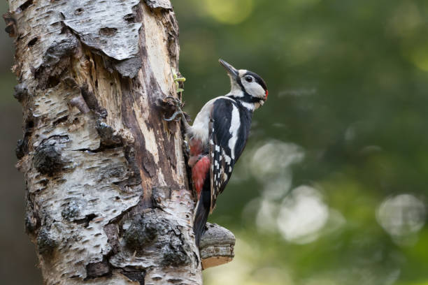 great spotted woodpecker (dendrocopos major) sitting in a tree. - woodpecker major wildlife nature imagens e fotografias de stock