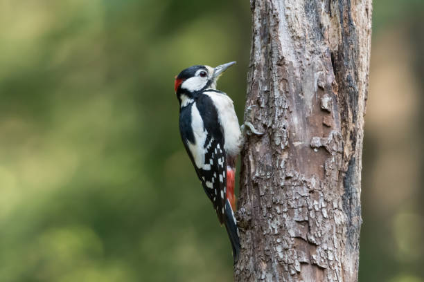 istock Great spotted woodpecker (Dendrocopos major) sitting in a tree. 1304721493