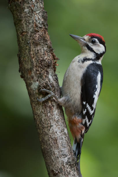 istock Great spotted woodpecker (Dendrocopos major) sitting in a tree. 1304721593