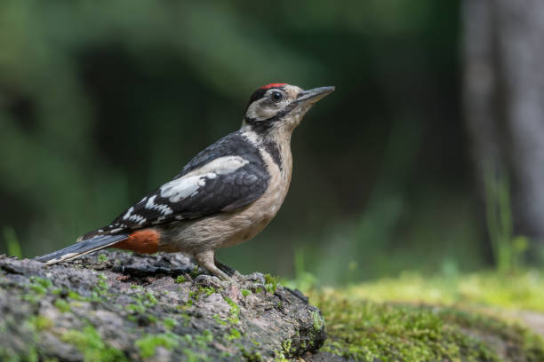 Great spotted woodpecker (Dendrocopos major) sits on the ground.