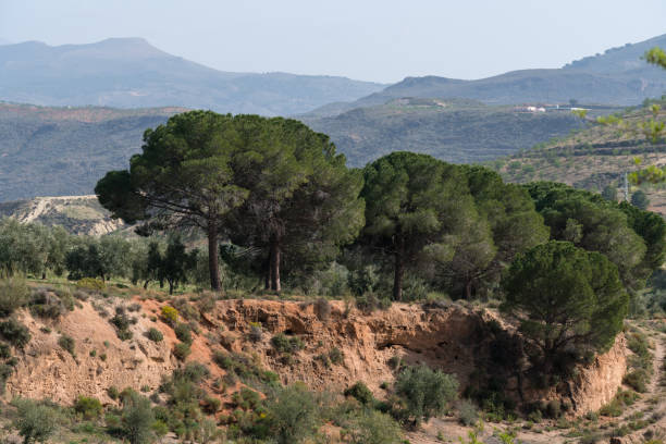 istock pine trees next to an olive grove 1304722797